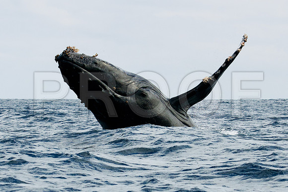 humpback whale