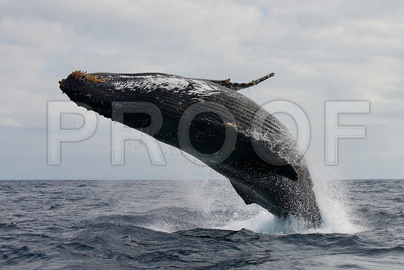 humpback whale