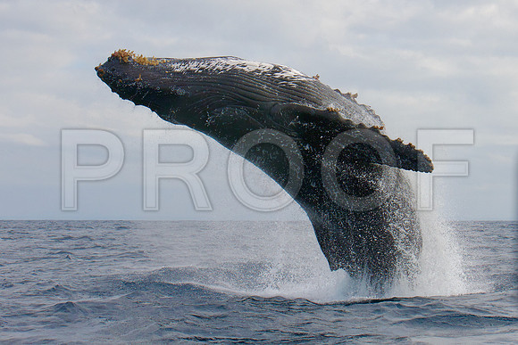 humpback whale
