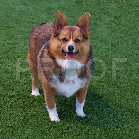 Corgi Mix