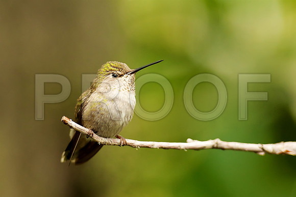 hummingbird
