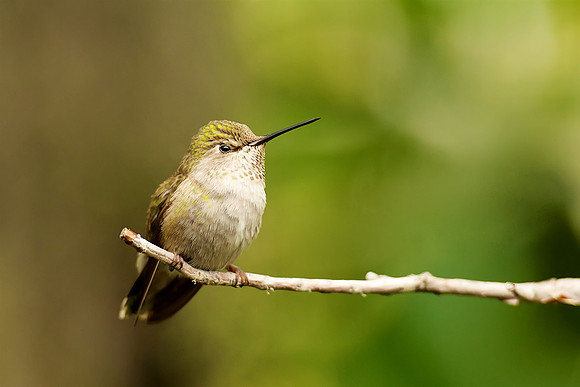 Hummingbird