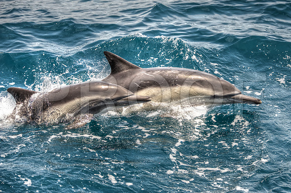 common dolphin