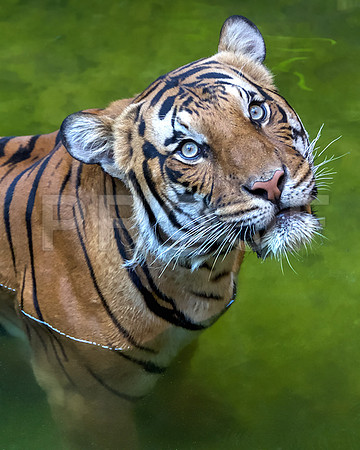 Malayan Tiger