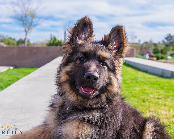 Fluffy!