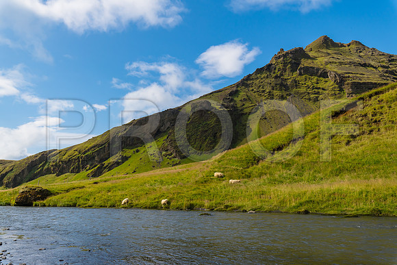 Sheep at Skogafoss