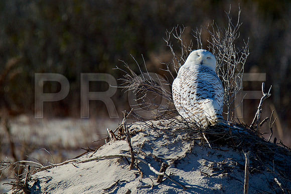 snowy owl
