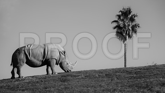 rhino