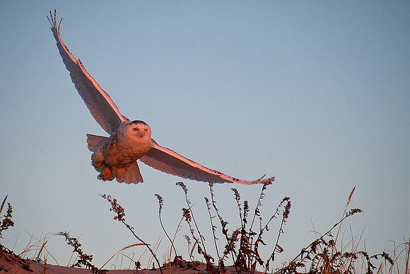 Snowy Owl at dusk